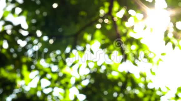 模糊的背景夏天的花园阳光偏离焦点模糊波克视频的预览图