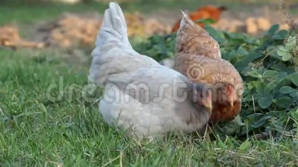 两只母鸡在代表有机农业的生物农场里以草为食视频的预览图
