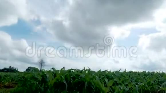 时间流逝的云层正穿过玉米植株视频的预览图