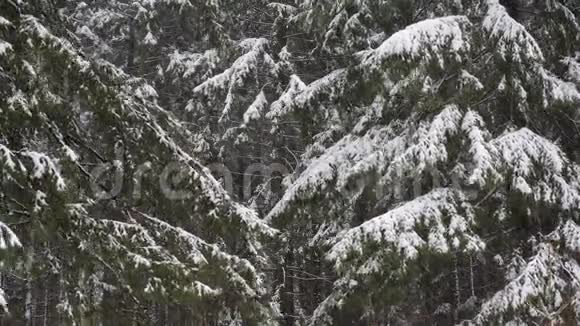 冬天森林里强烈的暴风雪视频的预览图