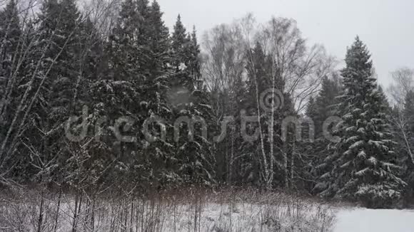 冬天森林里强烈的暴风雪视频的预览图