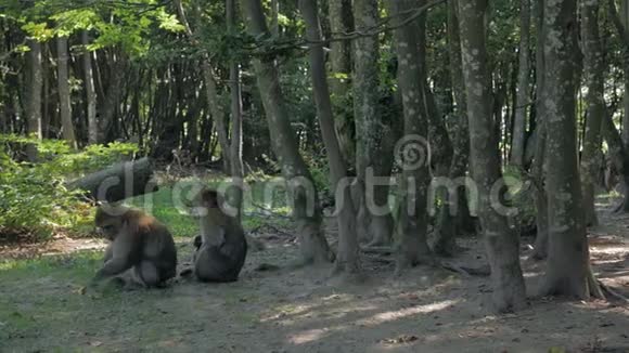 猴子在森林里寻找食物视频的预览图