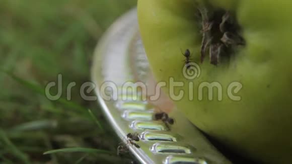吃水果的蚂蚁特写镜头宏观的视频的预览图