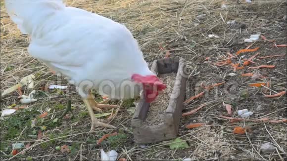 传统家禽养殖场提供免费肉鸡视频的预览图