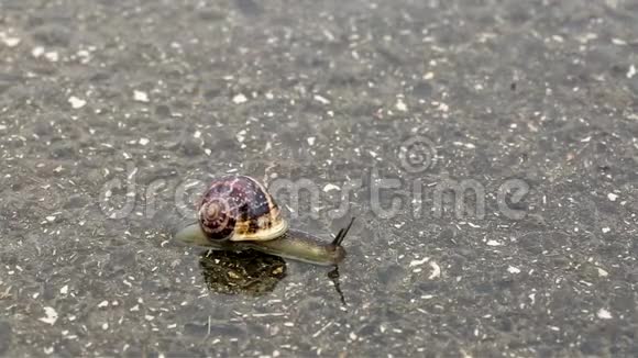 棕色蜗牛在被洪水淹没的铺好的路面上爬行视频的预览图