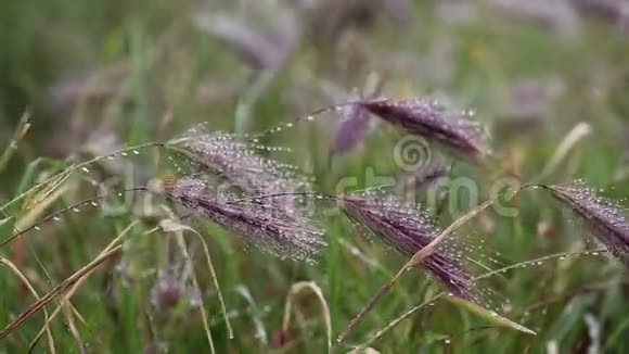黑麦假大麦野生植物视频的预览图