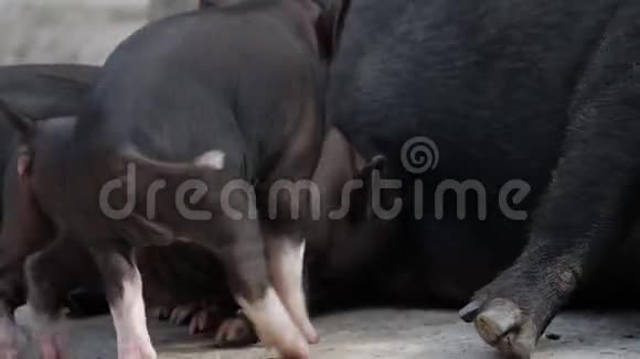 小有趣的黑猪以母猪牛奶为食视频的预览图