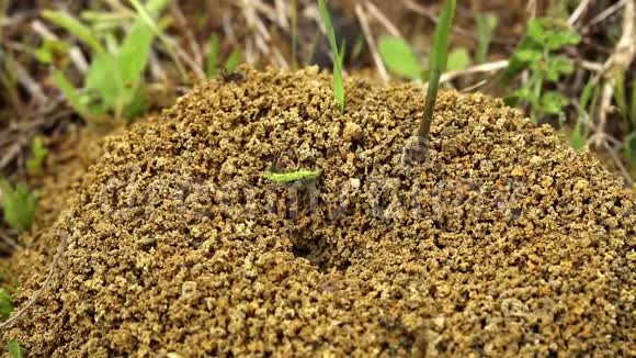 蚂蚁把一只绿色的毛毛虫带到蚁穴视频的预览图