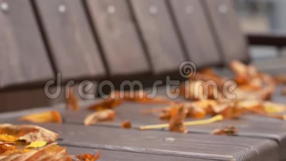 在公园长椅上落叶栗子视频的预览图