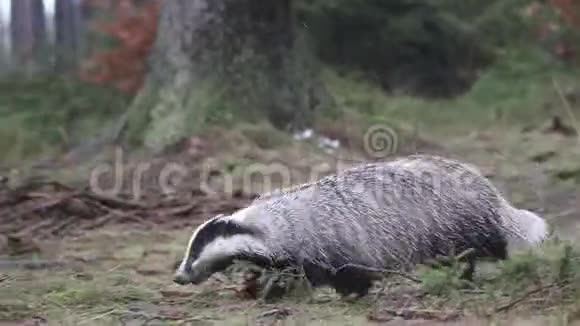 欧洲獾寻找食物视频的预览图