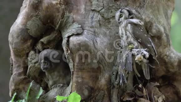 一棵老树树干上的贝雷猫头鹰的配对视频的预览图