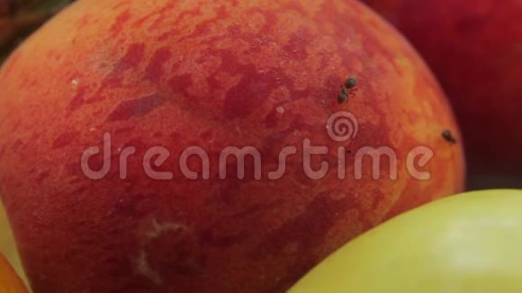 吃水果的蚂蚁特写镜头宏观的视频的预览图