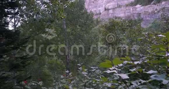 在森林徒步旅行小径上茂密的树叶和树木的左边视频的预览图