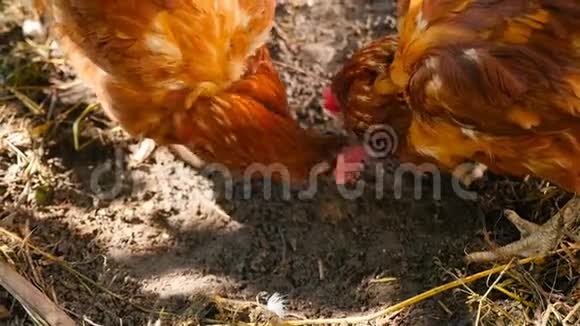 两只棕色的小鸡在地上爬慢动作视频的预览图