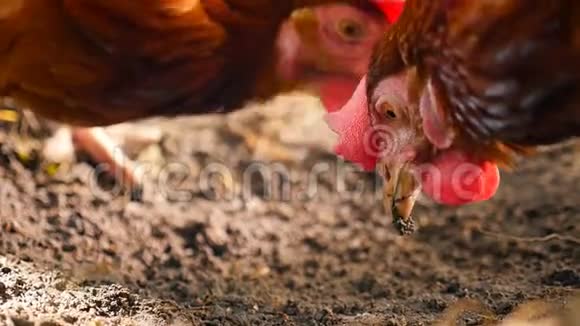一只好奇的鸡在地上寻找虫子私人农场视频的预览图