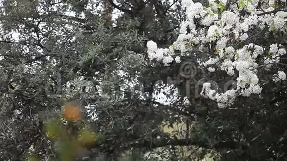 树上的花像雪一样落下视频的预览图