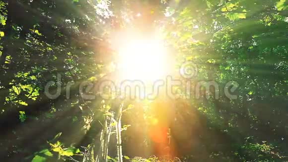 早上在森林里夏季景观视频的预览图