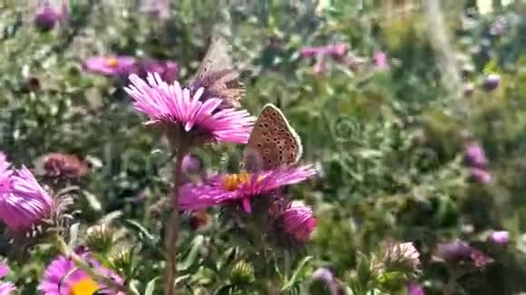 蝴蝶在一朵花上移动剪辑画面在运动欢迎春天春天花上有昆虫的美丽视频颜色视频的预览图