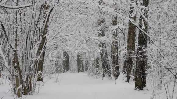 冬天森林里强烈的暴风雪视频的预览图