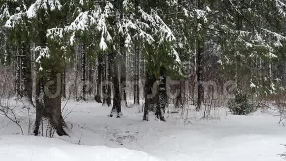 冬天森林里强烈的暴风雪视频的预览图