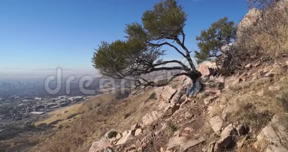 从盐湖城干旱的山丘上一棵茂盛的树木上消失背景是市中心视频的预览图