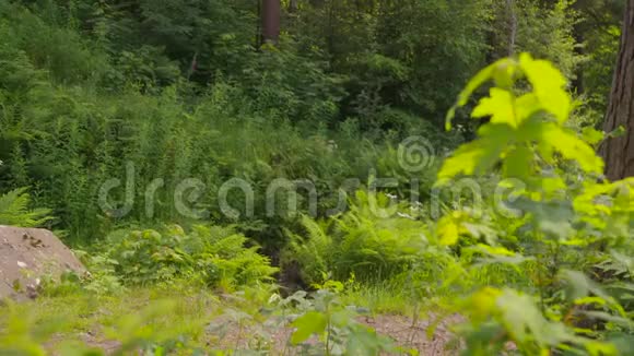 人徒步穿越森林视频的预览图