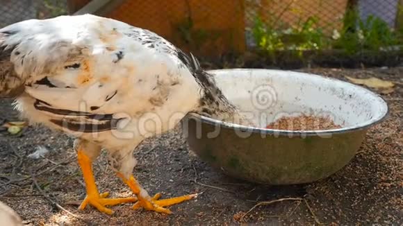 一只好奇的鸡在白碗里吃谷物乡村庭院慢动作视频的预览图