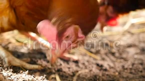 棕色鸡肉的特写慢动作农村视频的预览图