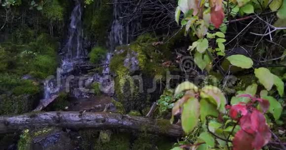 圆木的左边是一个圆木它躺在茂密的绿色树叶中的一个小瀑布的岩石上视频的预览图