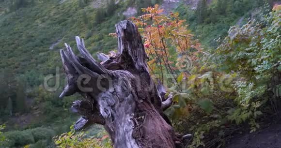 在一个树桩的左边有一根枯木栖息在通往提潘诺戈斯山山顶的小径边缘视频的预览图