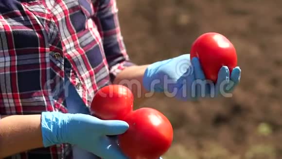农夫正拿着一个西红柿在田里的一辆工作拖拉机的背景上视频的预览图