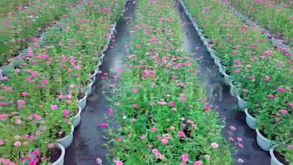 盛开的粉红色津尼亚花园的鸟瞰图视频的预览图