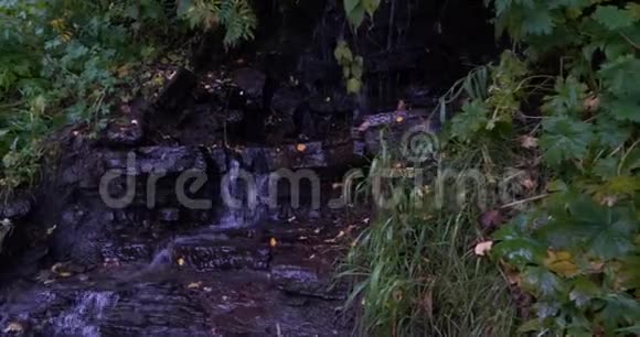 一片茂密的森林中有着从瀑布中溅下的水的凿岩视频的预览图