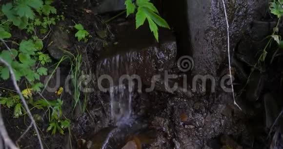 靠近一条潺潺的小溪流水和明亮的绿色生机勃勃的树叶挂在前面视频的预览图