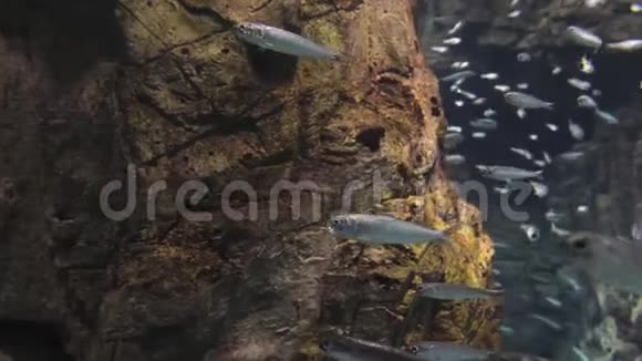 许多鱼在游泳视频的预览图