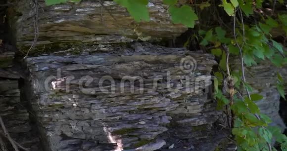 向右倾斜可以看到一块有纹理的岩石从那里绿色的叶子视频的预览图