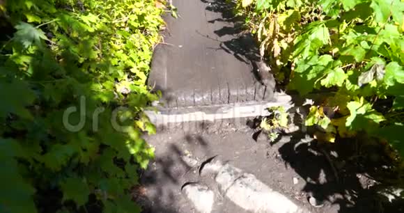 一座木桥的垂直平底锅穿过一条溪流两边都是茂密的树叶视频的预览图