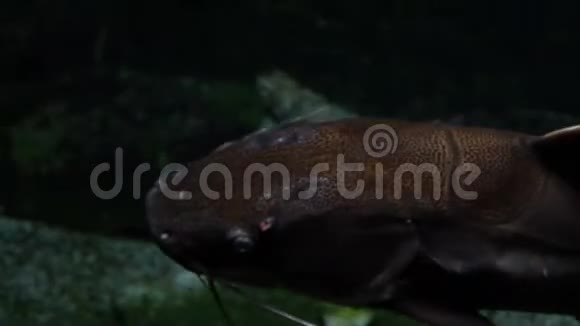 鲶鱼在水族馆里绕圈游泳视频的预览图