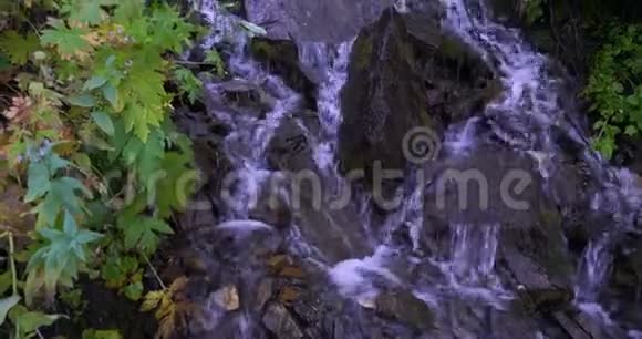 一条长满苔藓的小河在森林的树荫下有锯齿状的岩石和瀑布徒步到山顶视频的预览图