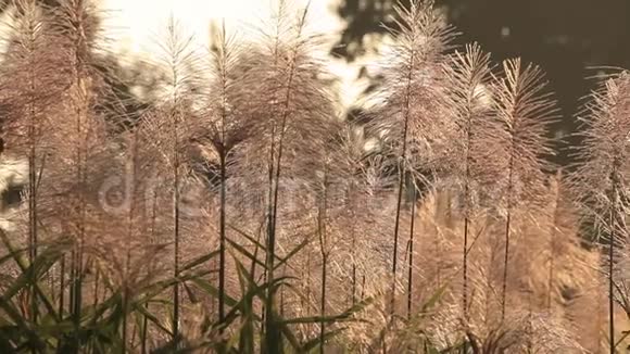 4k秋草头在早晨阳光照射下的秋色作为季节变化的信号视频的预览图
