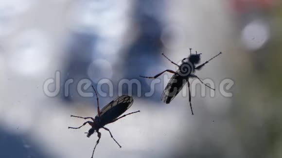 两只昆虫在车窗上的运动与模糊汽车的运动视频的预览图