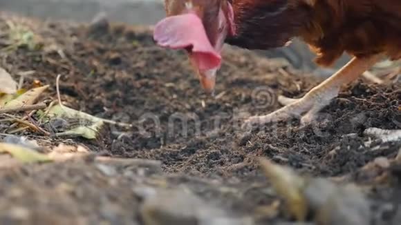 乡下一只漂亮的鸡在地上寻找虫子慢动作视频的预览图