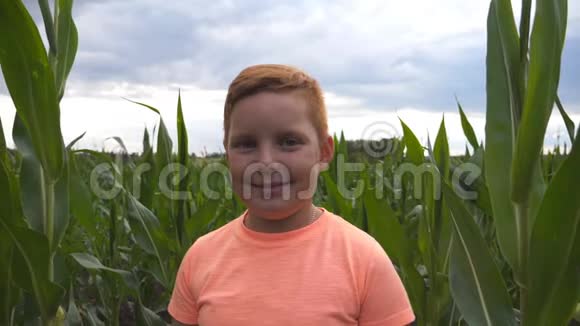 在有机农场的玉米地背景下一个微笑着的红发小男孩在镜头前多莉拍摄视频的预览图