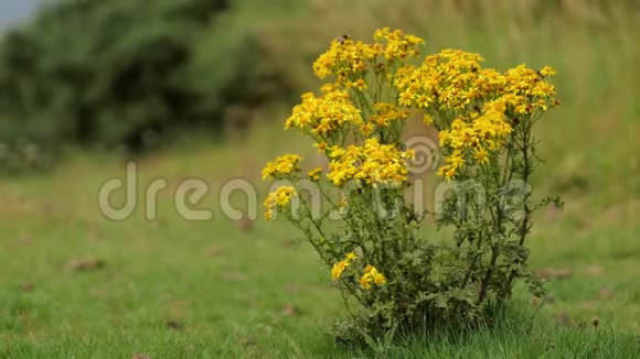 苏格兰爱丁堡艾特赫尔斯座附近的草地上常见的一朵黄花视频的预览图