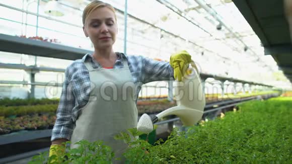 开朗的女人在温室里浇绿苗有机食品生产视频的预览图