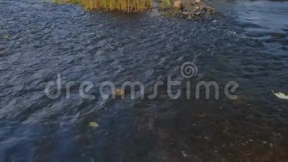 秋天到了树叶沿着河流漂浮湿漉漉的石头围绕着视频的预览图
