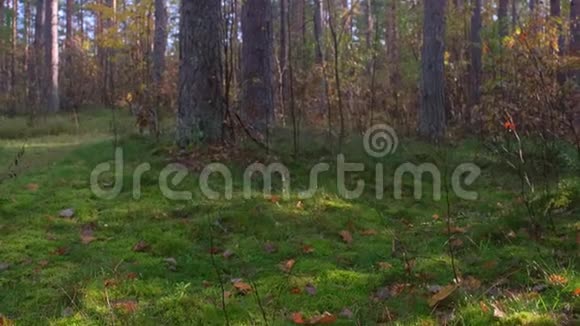 美丽的早晨雾蒙蒙的森林阳光阴影森林公园乡村秋天的自然景象视频的预览图