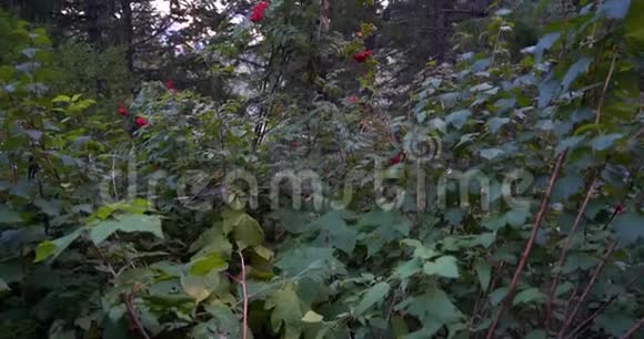 在提帕诺戈斯山徒步旅行的小径上树木和灌木丛的叶子上缓慢地向上的鲜红浆果视频的预览图