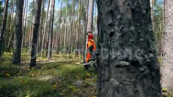 松林和木工一起走着视频的预览图