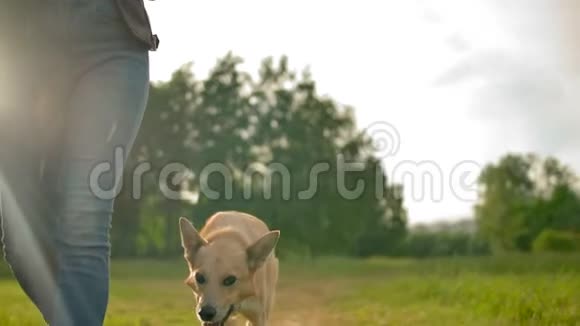 一只听话的狗没有皮带沿着公园里的一条小路走旁边是公园里的一个女人视频的预览图